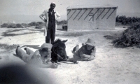 Jan (vlevo) s oblíbeným oslíčkem v poloze „lehni“; ze snímku je patrný nevěřícný pohled jeho arabského pána