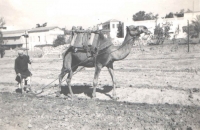 A typical Palestinian villager with a plough