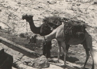 Nomads' camels