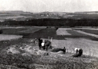 Pole patřící ke statku rodiny Davídkových (na fotografii otec a matka pamětníka)