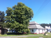 Sklárny Tasice - dvě stě let starý kaštan a vedle Panský dům, kde Libuše Trpišovská strávila takřka třicet let