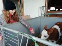Middle daughter with a calf in Austria, 2019
