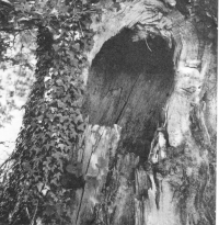 Oblíbený strom básníka Armanda Robina, 1970