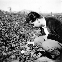 Ivo Dostál studying a cotton plant / China / mid 1950s 