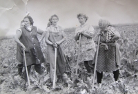 Hermina Musilová (second from the left) working on a field for the local co-op (c. 1958)