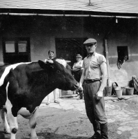 Otec pamětníka František Hlubek s plemenným býkem