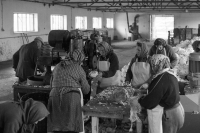 Zpracování hlávek zelí v otické zelárně JZD Pokrok Otice v 70. letech dvacátého století