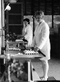 Vpravo Anna Fabiánová na pracovišti zvaném přípravna v drůbežárně Zempro v Opavě Kateřinkách