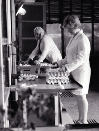 Vpravo Anna Fabiánová na pracovišti zvaném přípravna v drůbežárně Zempro v Opavě Kateřinkách