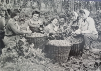 Jana Věchtová na chmelové brigádě