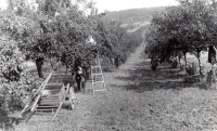 Sbírání trnek na Podhájí ve Velké nad Veličkou, 1954
