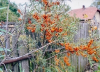 Rodinné zahradnictví, Horní Jelení 20. léta 21. století