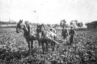 Otec pamětnice Antonín Stach při polních pracích se sestrou Vítězslavou v roce 1945