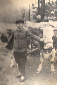 Father Karel with his beloved cows before he had to give them to a neighbour in 1947