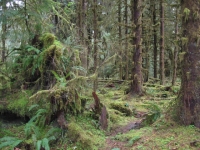Deštný prales vyfocen Vladimírem Kotlandem 