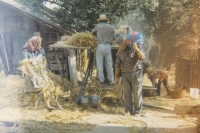 Threshing grain in Svatá Helena in Banat, Romania, 1995