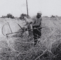 Grandfather Rudolf Rozmarýn working in the field