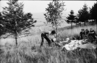Wedding of spruce and birch, 1982