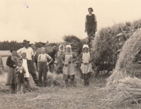Harvest in Písečná, 1937