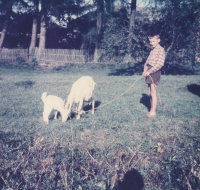 Jáchym Jaroslav Šimek herding the goats of the parish housekeeper