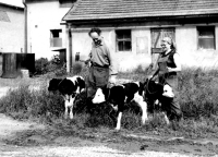 Manželé Strnadovi při vynuceném zaměstnání v kravíně, Lochenice u Hradce Králové 70. léta dvacátého století