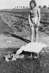 Herding geese with goslings, ca. 1946
