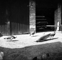 Peacocks in the back yard of the mill