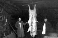 Pig killing in the mill