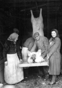 Pig killing in the mill