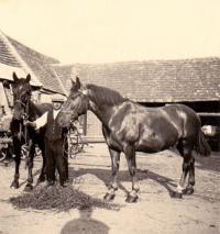 Brozany č.2 - rodný dům