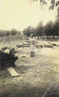 Doris při pasení ovcí v Terezíně, 1943