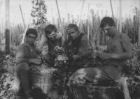 Hop picking, Jaroslav Hutka on the left, 1963