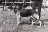 Pes Dux, Starý Plzenec 1984