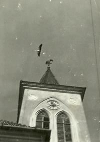 Storks on the church spire in Mušov