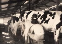 Working in kibbutz cow farm