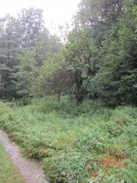 Ovocné stromy v zaniklé osadě Růženec (Rosenkranz) v roce 2014