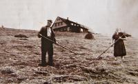 Rodiče suší seno pod novou Štumpovkou, kolem roku 1960