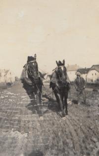Koně na rodinném statku v Benicích