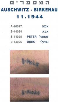 Záznam o tetovaní v Auschwitz