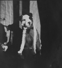 The dog of Adéla Hartmannová, whom she received from Jan Masaryk