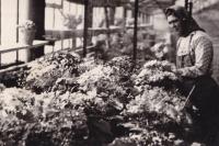 1960 - Vera in horticulture at state farm